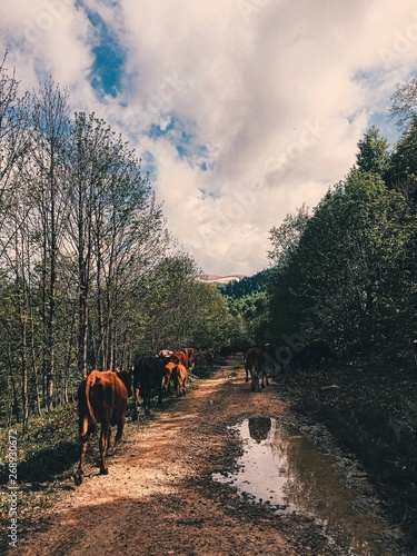 horses in the mountains