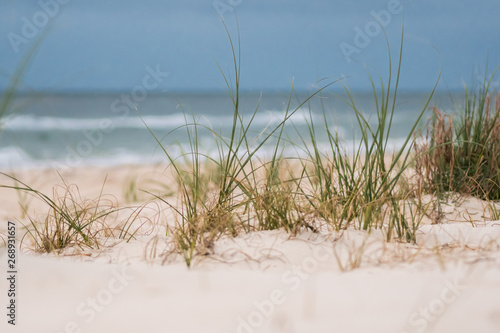 Fototapeta Naklejka Na Ścianę i Meble -  Grass in Sand Dunes