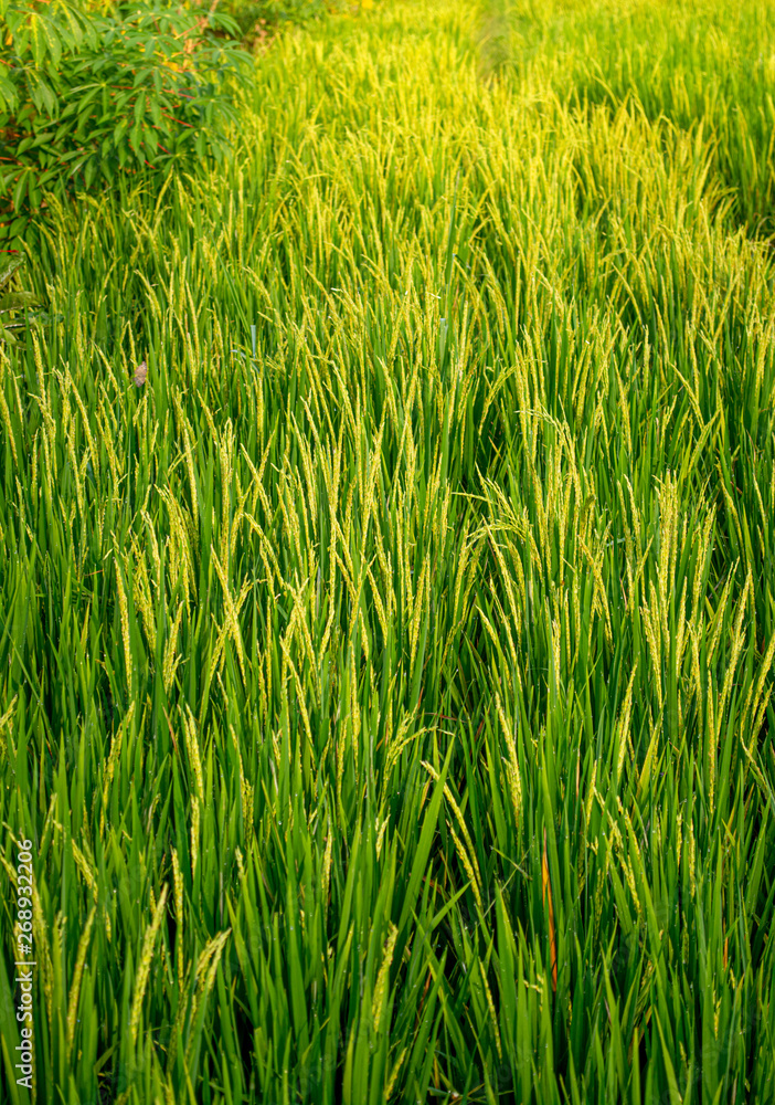 Fototapeta premium Lush Green Organic Rice Field During Golden Sunrise in The Morning. Selective Focus.