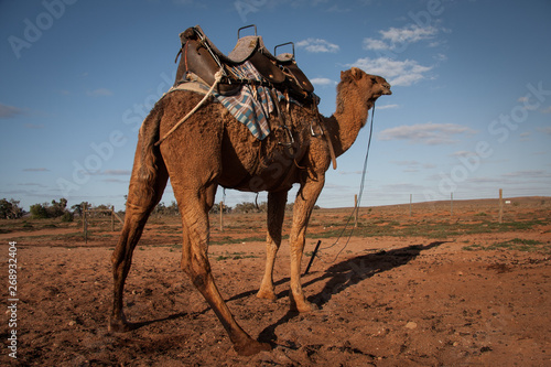 Australian Camels, the australia Outback if full of wild life