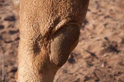 Australian Camels, the australia Outback if full of wild life