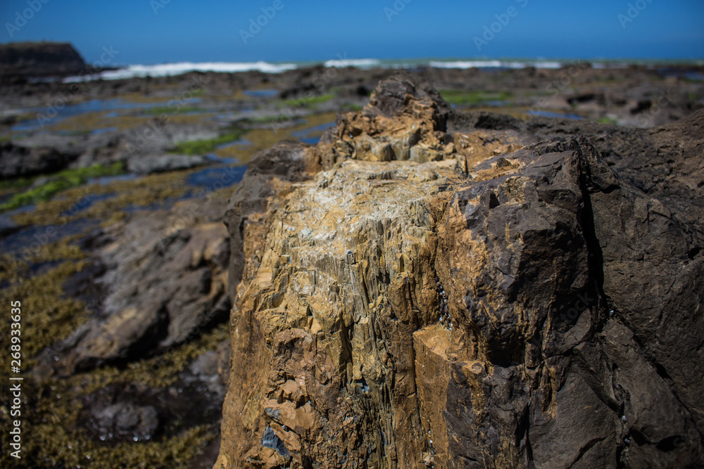 Fossilized tree on the beach, south island, New Zealand.