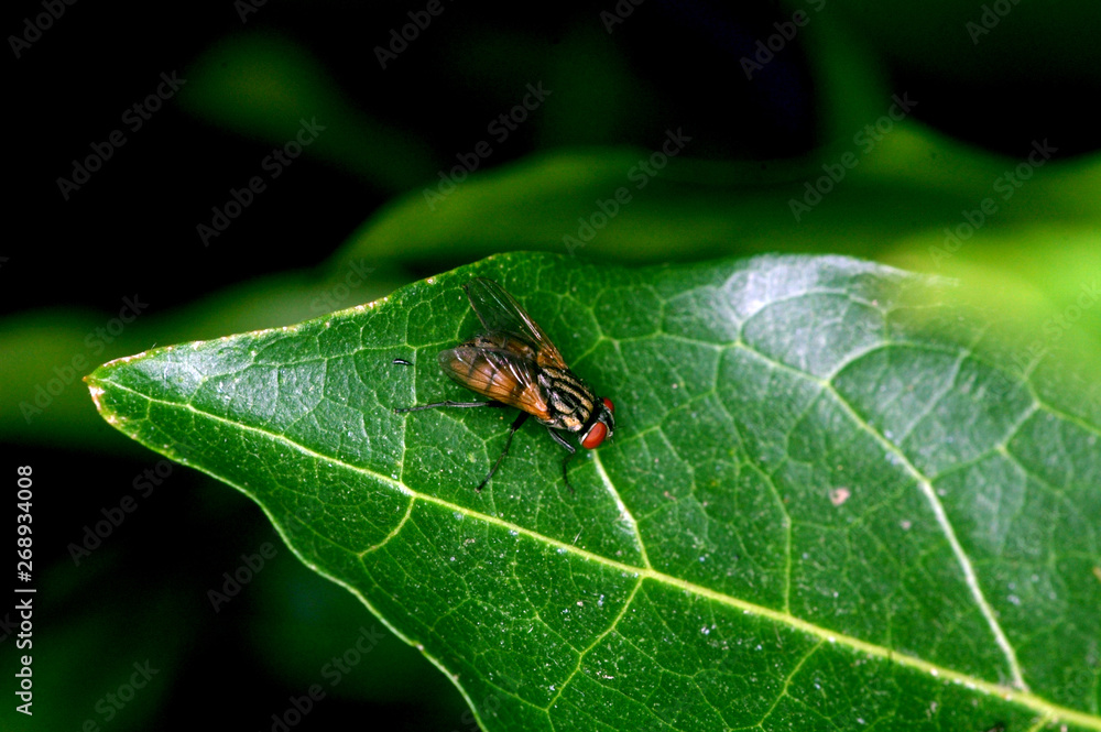 mosca que pica las frutas mosca que pica las frutas