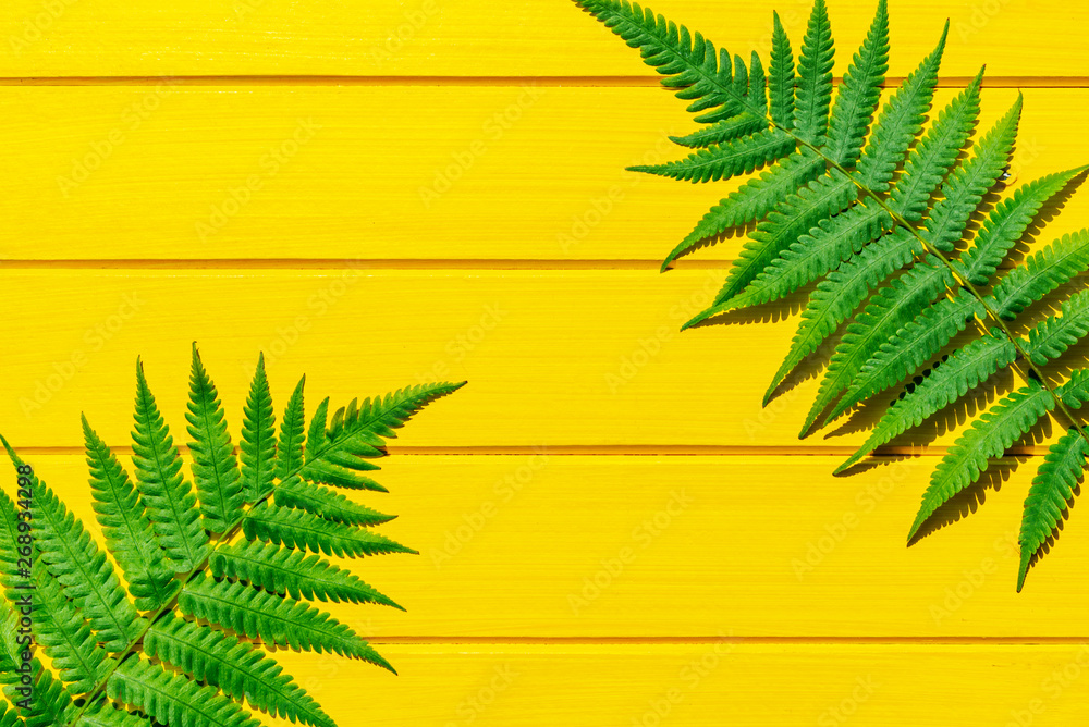 Thai fern tropical plant green color on yellow wood texture
