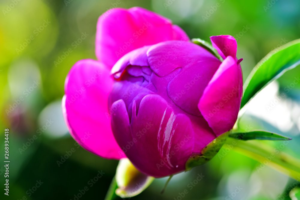 Pink peony flower bloom spring on a background of greenery in the garden in warm and sunny morning, macro photography. Pink peony flower bloom spring on a background of greenery in the garden in warm and sunny morning, macro photography.