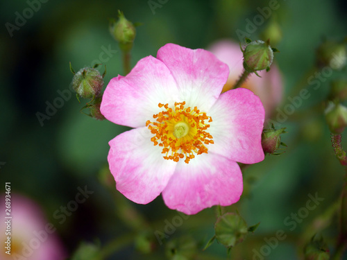 バラ　バレリーナ　修景バラ　薔薇　ピンク　一重咲き　平咲き　四季咲き