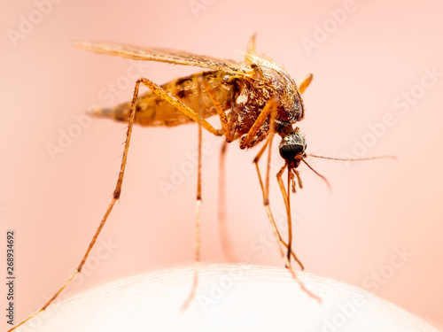Encephalitis, Yellow Fever, Malaria Disease, Mayaro or Zika Virus Infected Culex Mosquito Parasite Insect on Skin Macro © nechaevkon