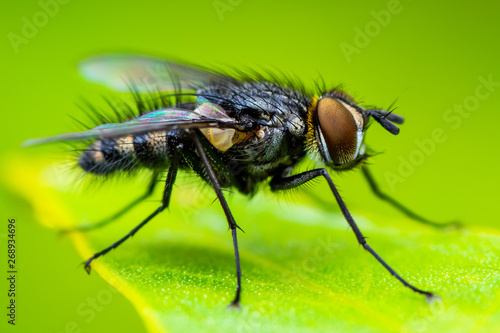 Exotic Tropical Drosophila Fruit Fly Diptera Parasite Insect on Plant Leaf Macro © nechaevkon