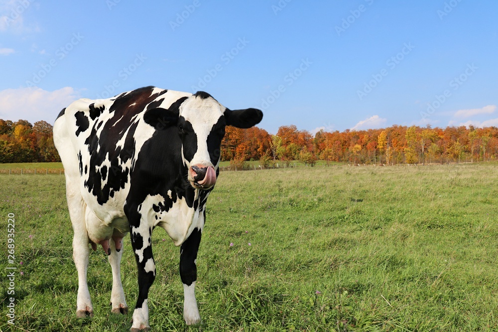 Holstein cow in pasture with tongue sticking out licking lips on a sunny fall day with vibrant autumn leaf color from Maple trees Holstein cow in pasture with tongue sticking out licking lips on a sunny fall day with vibrant autumn leaf color from Maple trees