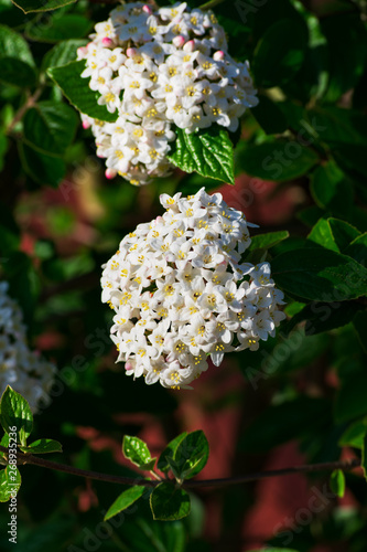 Close up of koreanspice viburnum (viburnum carlesii). White Koreanspice flowers. Macro photo of white flowers. White flowers in spring time.