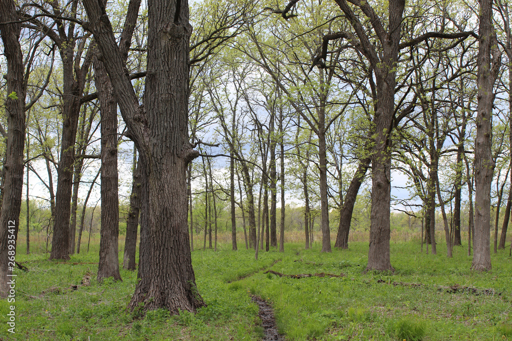 Path in a savanna at Somme Prairie Grove in Northbrook, Illinois in spring