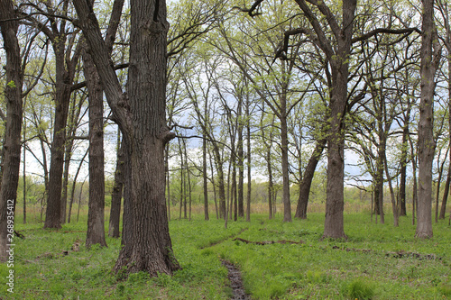 Path in a savanna at Somme Prairie Grove in Northbrook, Illinois in spring