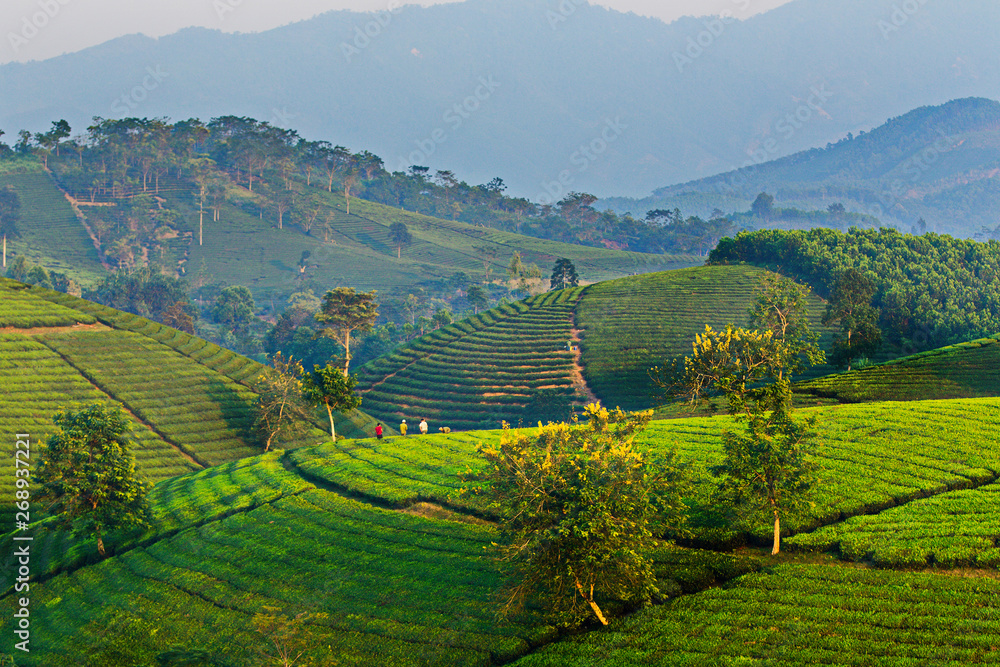 Tea plantation in Phu Tho Province, Vietnam
