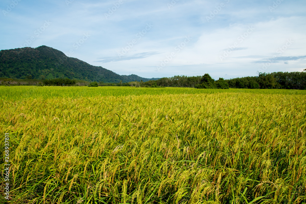 rice field