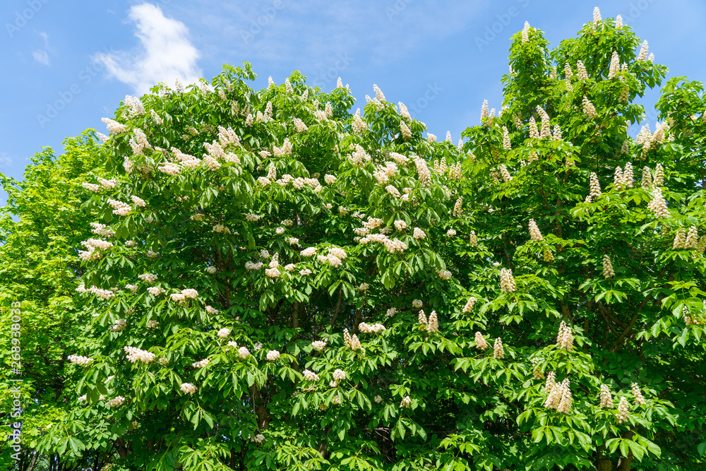 springtime blooming horse chestnut tree springtime blooming horse chestnut tree