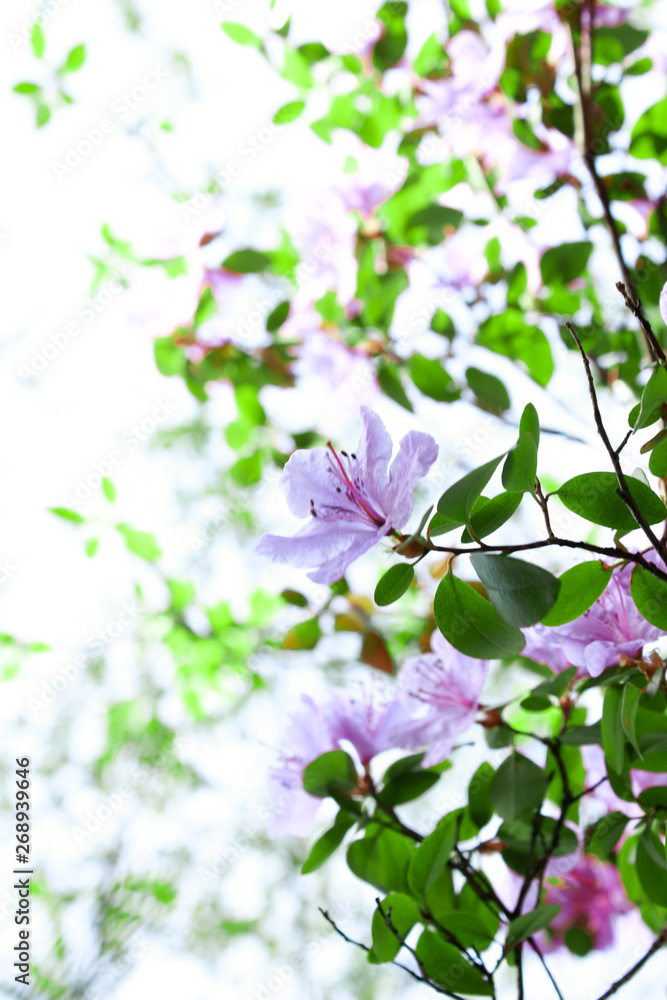Beautiful Spring Season