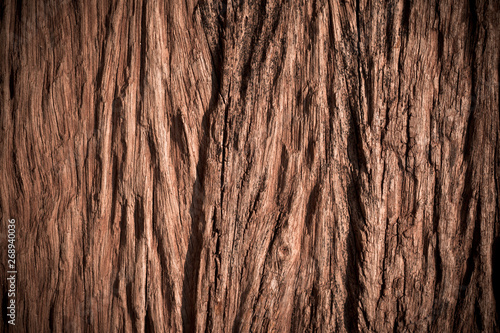 Texture of old bark wood