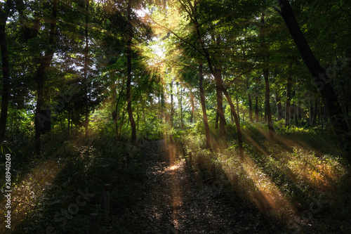 Fototapeta Naklejka Na Ścianę i Meble -  新緑の森の小径に差し込む陽の光
