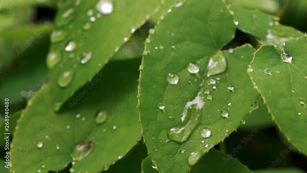 Drops of water on the leaf - (4K) Drops of water on the leaf - (4K)