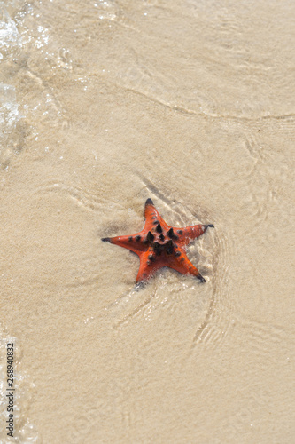 Vertical photo of starfish at beautiful beach