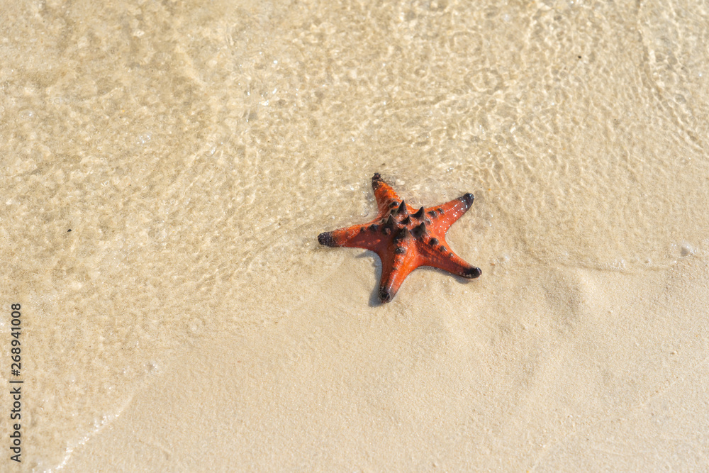 Small orange starfish on the wet white sand Small orange starfish on the wet white sand