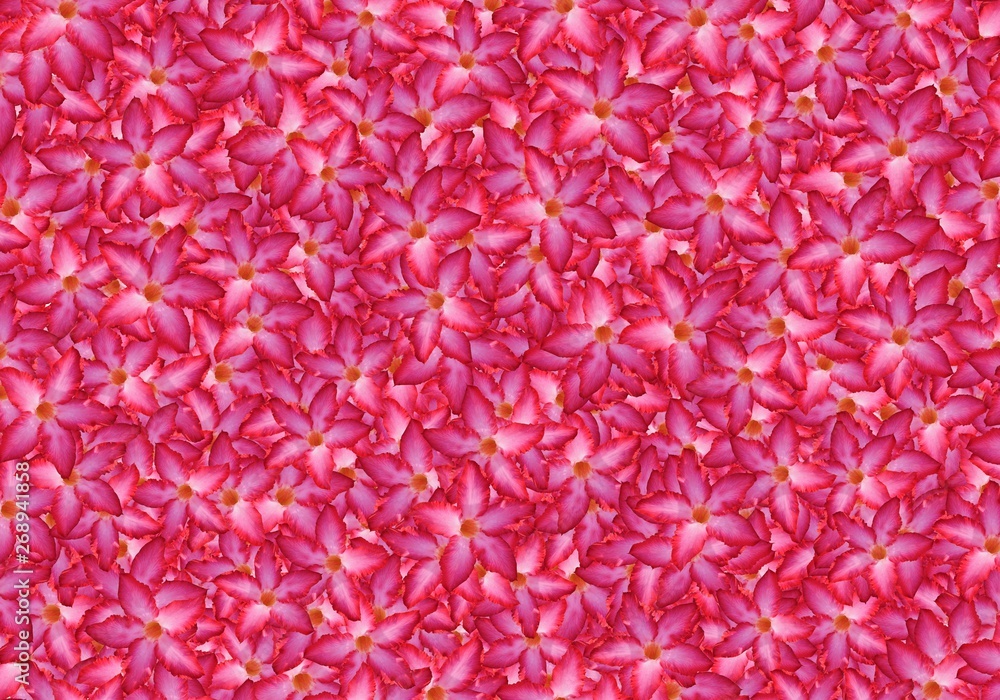 Nerium oleander flower pattern background