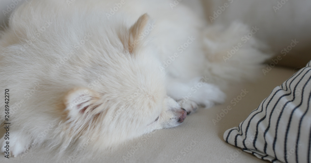 Pomeranian sleep on sofa at home Pomeranian sleep on sofa at home