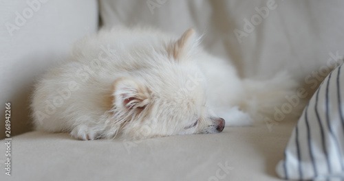 Pomeranian dog sleep on sofa at home