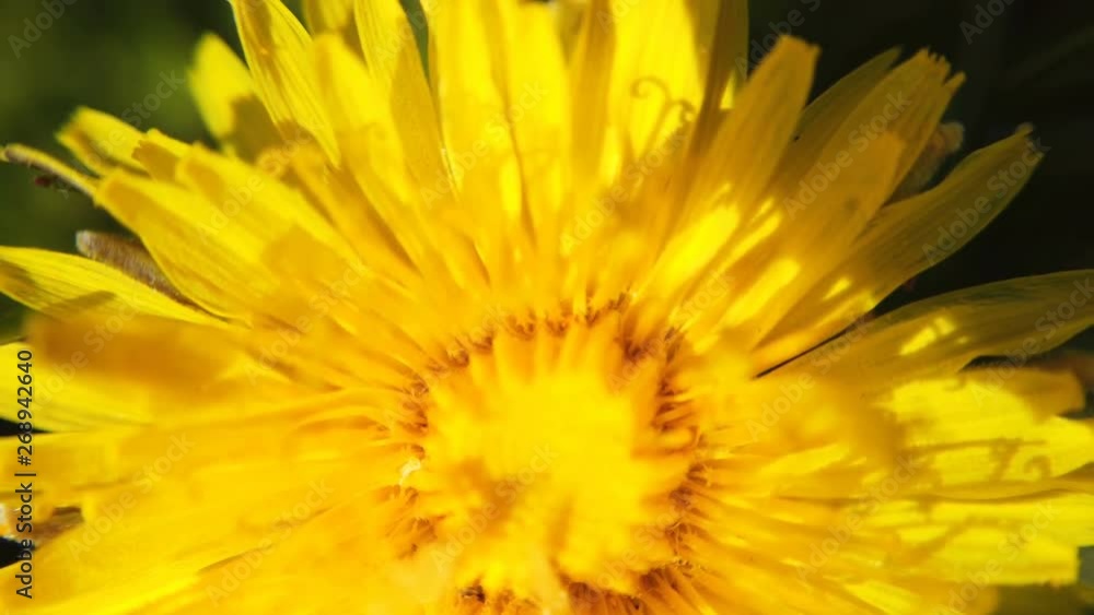 yellow Dandelion flowers turn yellow Dandelion flowers turn