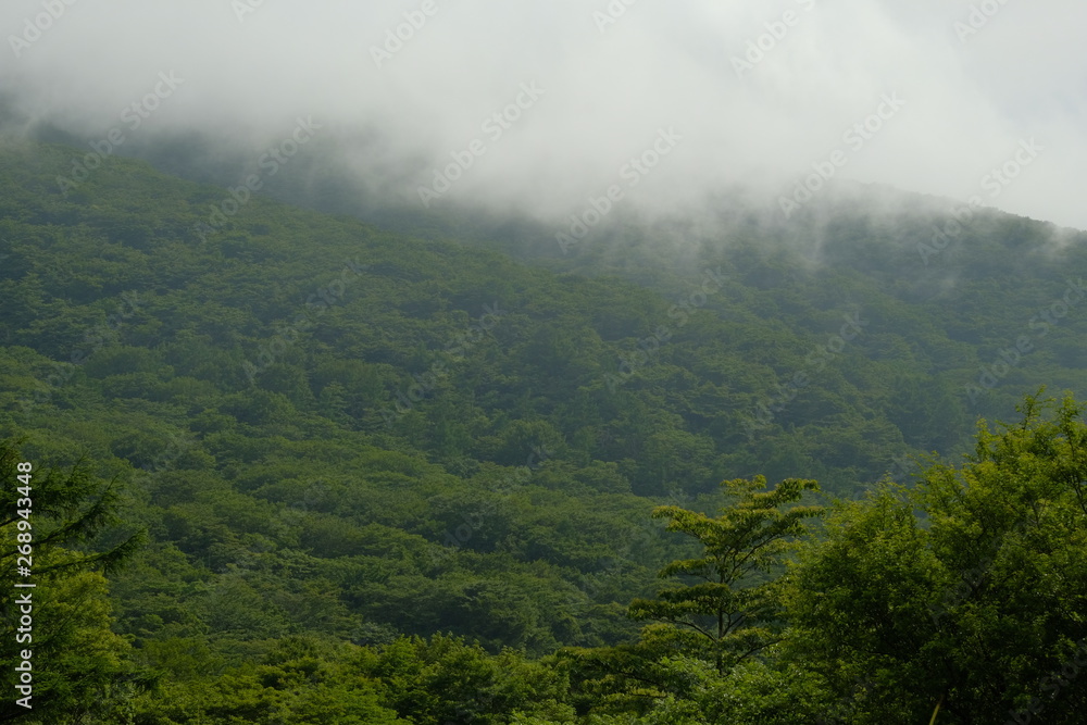 雲と森の背景