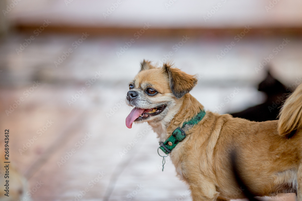 Close-up background view of the small dog Pomeranian, with a playful character and likes to play with the owner, with blurred movements while waiting for food. Close-up background view of the small dog Pomeranian, with a playful character and likes to play with the owner, with blurred movements while waiting for food.