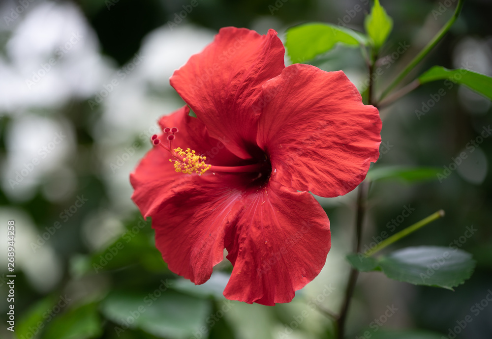 red hibiscus flower is vibrant in the noon day sun