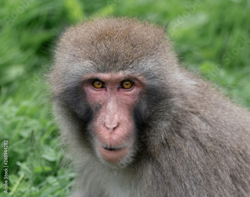 snow monkey is staring at you