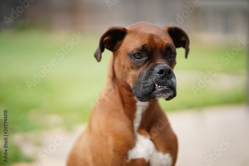 Boxer Dog © oscar