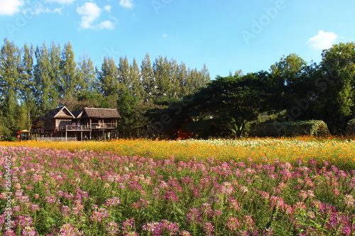 Jim Thompson Farm. Beautiful and eco-friendly farm where you can see flowers and organic produce.