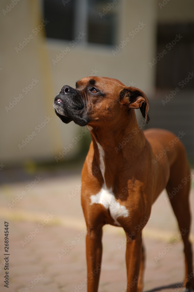 Boxer Dog