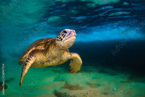 Hawaiian Green Sea Turtle cruising in underwater Hawaii