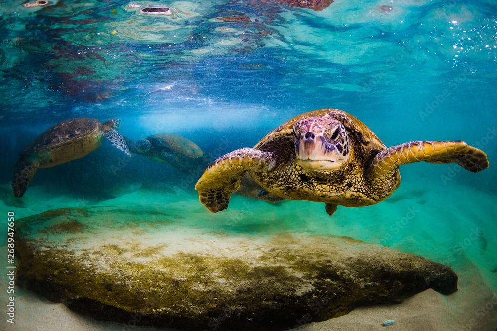 Obraz premium Hawaiian Green Sea Turtle cruising in underwater Hawaii