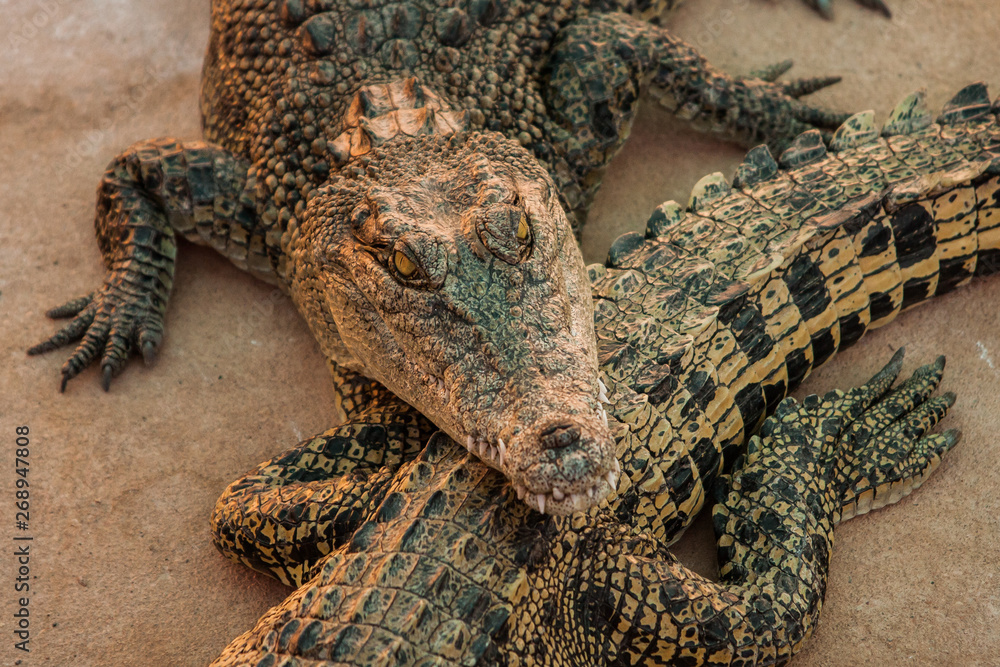 Crocodiles or northern Australia. Wild animals. Crocodiles or northern Australia. Wild animals.