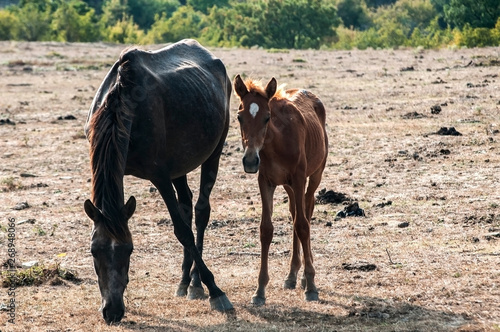 Mare and foal grazing on mountain pasture meadow in the afternoon in early autumn