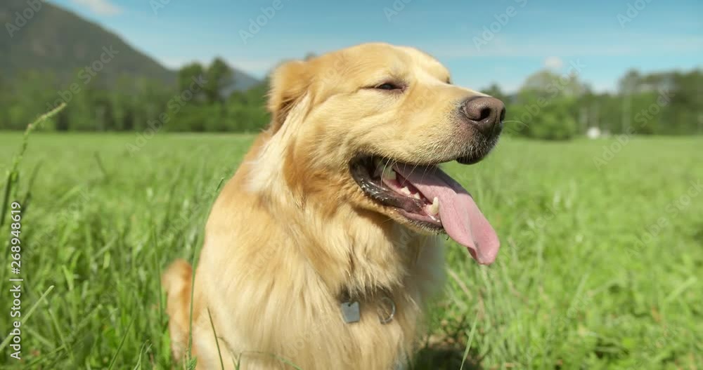 Orbital shot of a Golden Retriever dog sitting in a field of tall grass (slow motion) Orbital shot of a Golden Retriever dog sitting in a field of tall grass (slow motion)