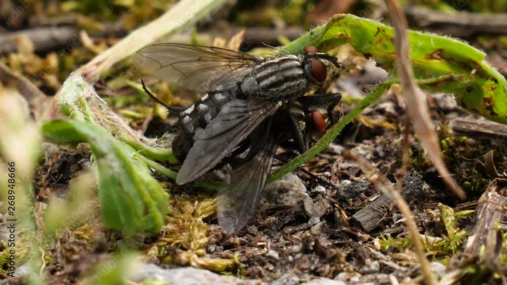Two flies are mating on a earthy forest ground in slow motion. Two flies are mating on a earthy forest ground in slow motion.