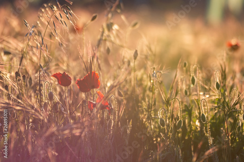 Close-up of a field of poppies in a golden spring sunset. Typical spring image in the field.