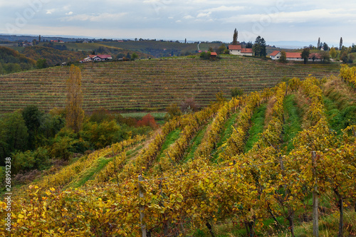 Beautiful vineyards landscape of Jeruzalem on Slovene Hills. Ljutomer. Northeastern Slovenia