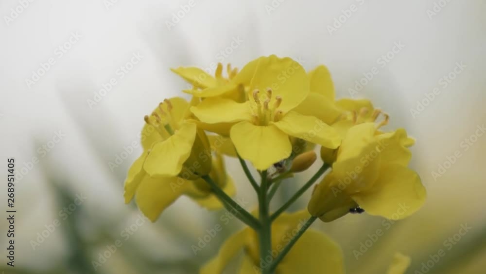 A handheld close up of some yellow flowers A handheld close up of some yellow flowers