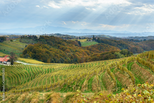 Beautiful vineyards landscape of Jeruzalem on Slovene Hills. Ljutomer. Northeastern Slovenia