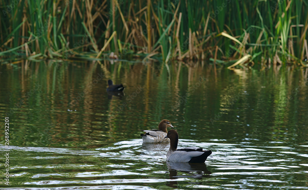 Ducks swimming in lake Ducks swimming in lake