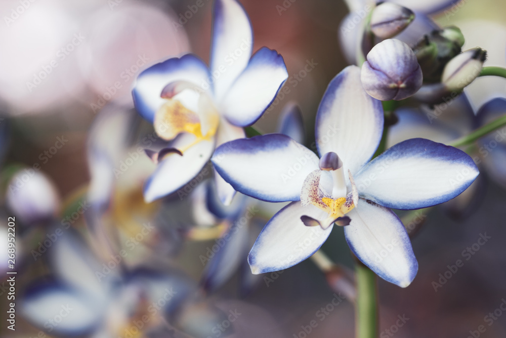 Fototapeta premium purple orchid flowers in the graden with cool tone