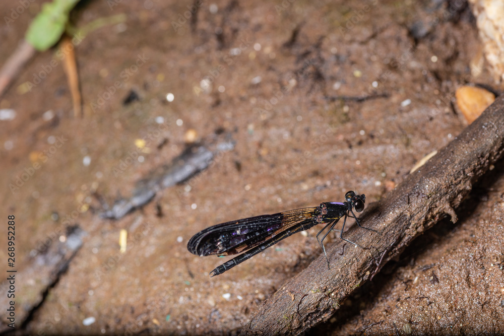 natural dragonfly on brown background natural dragonfly on brown background