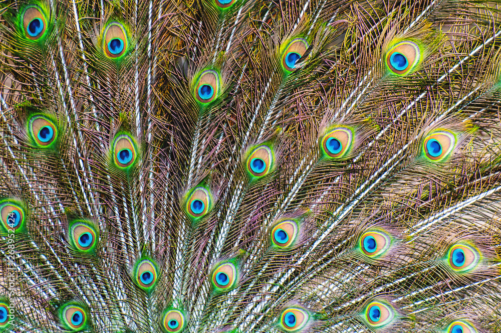 Obraz premium Feather of the green peacock